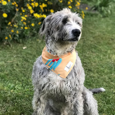 the Gum Nut (G - NUT) dog Bandana - Milkmans Market Breakfast Shirts