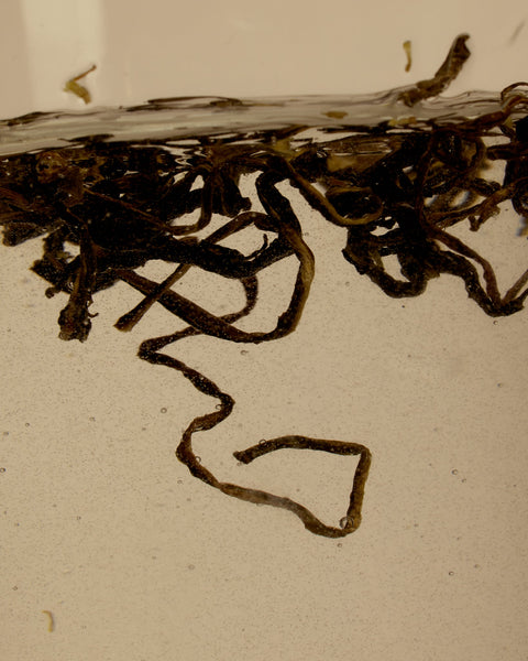 Rest & Digest Tea - Milkmans Market Herb Remedy