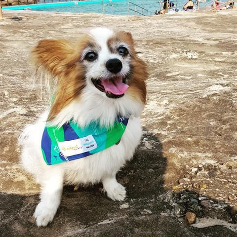 The Wanderer DOG Bandana (Matching) - Milkmans Market Breakfast Shirts